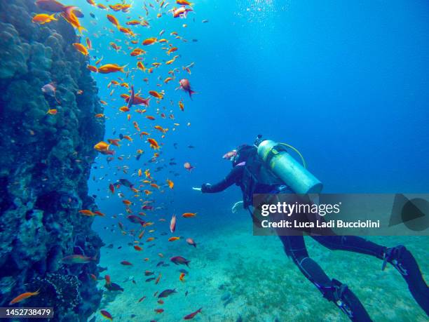 diver on a reef in aqaba - dive stockfoto's en -beelden