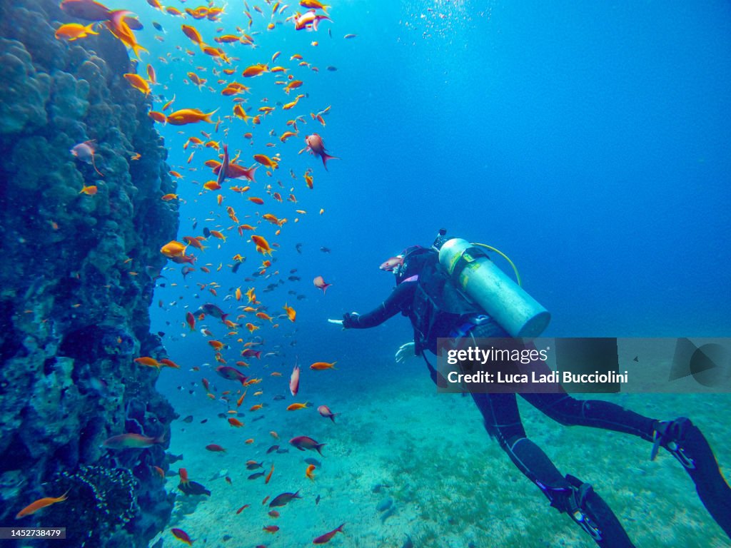 Diver on a reef in Aqaba