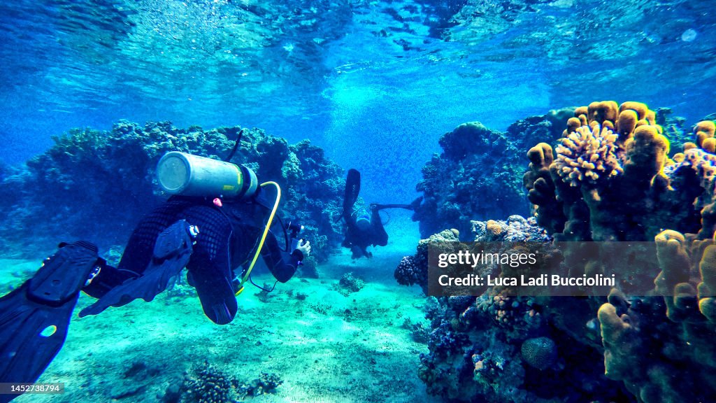 Diver on a reef in Aqaba