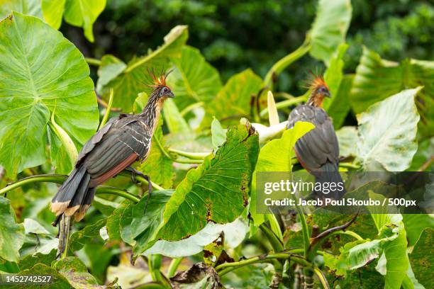 close-up of birds perching on leaves - yasuni national park stock pictures, royalty-free photos & images