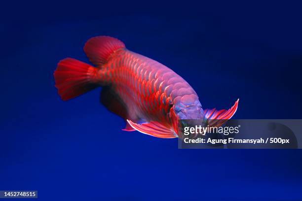 close-up of fish swimming in tank,indonesia - arowana stockfoto's en -beelden