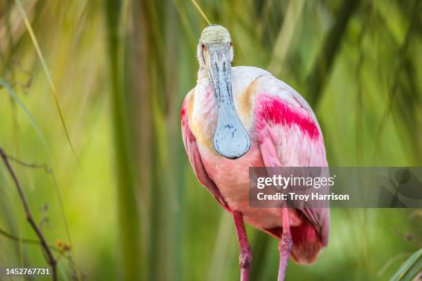 roseate spoonbill - platalea ajaja stockfoto's en -beelden