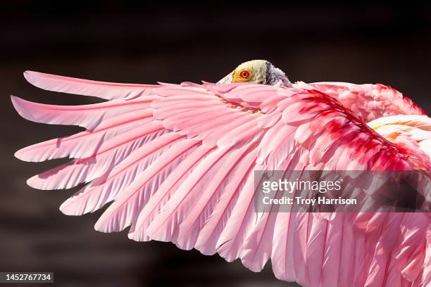 roseate spoonbill wing - pink feathers stock pictures, royalty-free photos & images