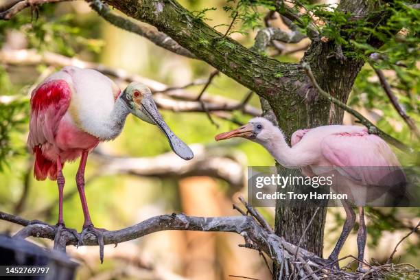 roseate spoonbill family - colhereiro americano imagens e fotografias de stock