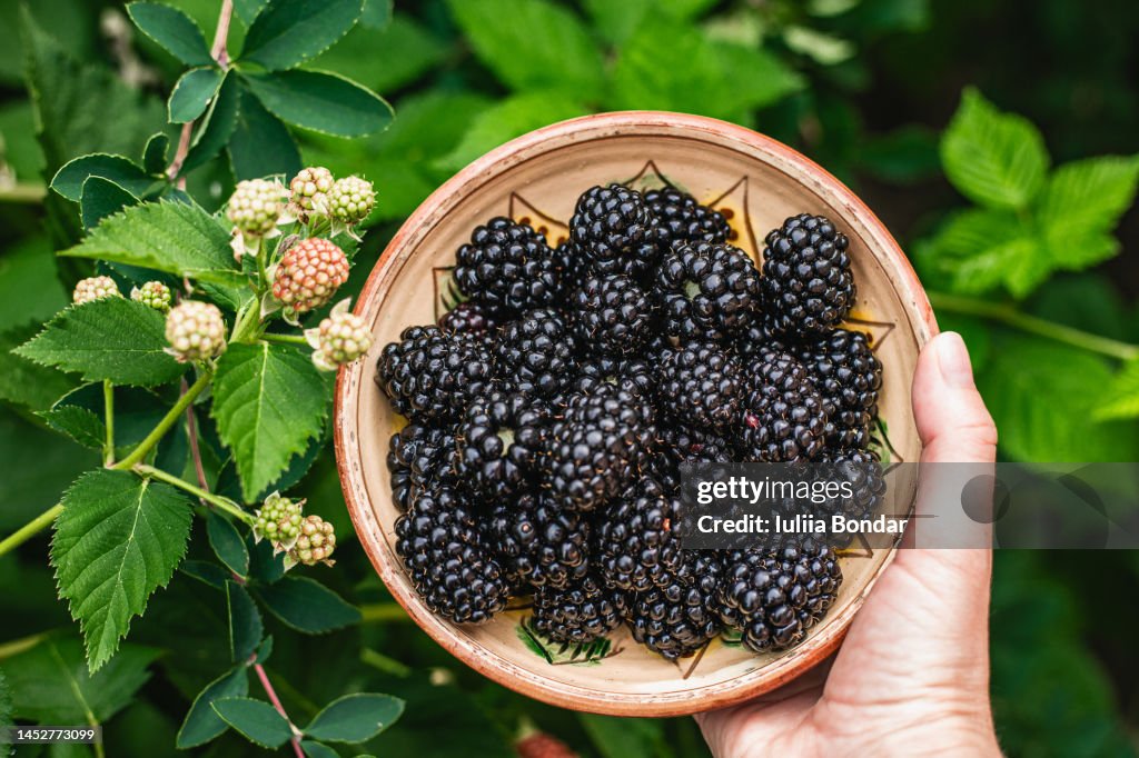 Picking blackberries in the small bowl