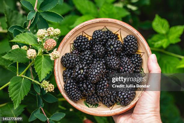 picking blackberries in the small bowl - blackberry stock pictures, royalty-free photos & images