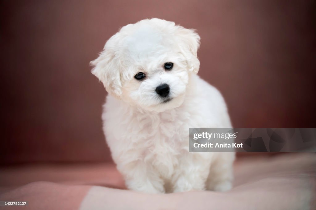 Portrait of a bichon frise puppy