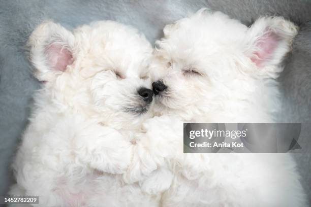 two sleeping bichon frise puppies - frise stock pictures, royalty-free photos & images