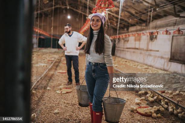 vet and farmer on chicken farm - hatchery stock pictures, royalty-free photos & images