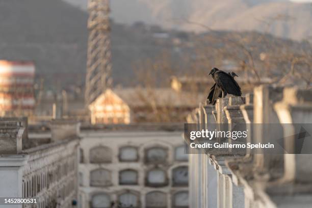 vultures over the niches of the cemetery. - marble tomb stock pictures, royalty-free photos & images