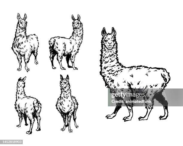 illustration von anrufen - alpaka stock-grafiken, -clipart, -cartoons und -symbole