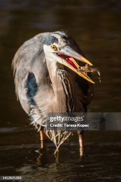 Tposing Fish 19 Hunts Pond State Park Stock Photos, High-Res Pictures, and Images ...