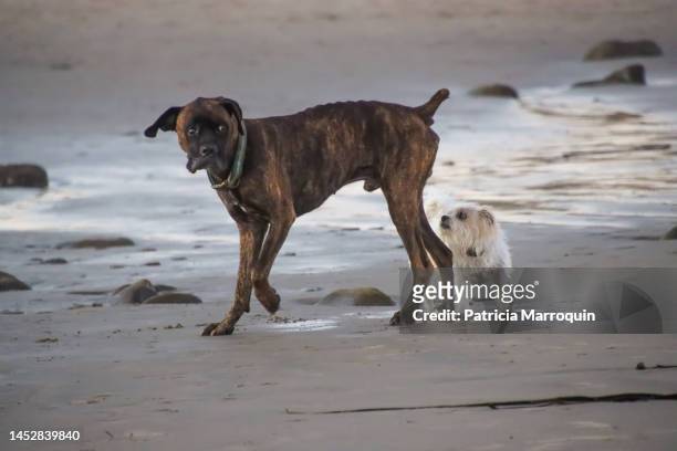 mastiff and mutt at the beach - bull mastiff stock-fotos und bilder