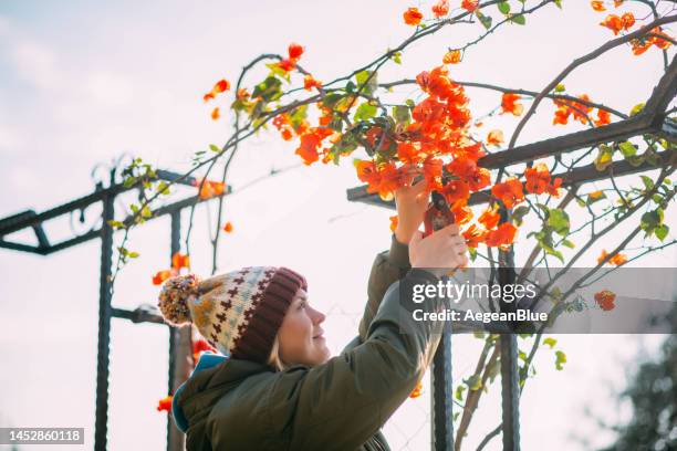 niedliche frau, die bougainvillea in ihrem garten beschneidet - bougainvillea stock-fotos und bilder