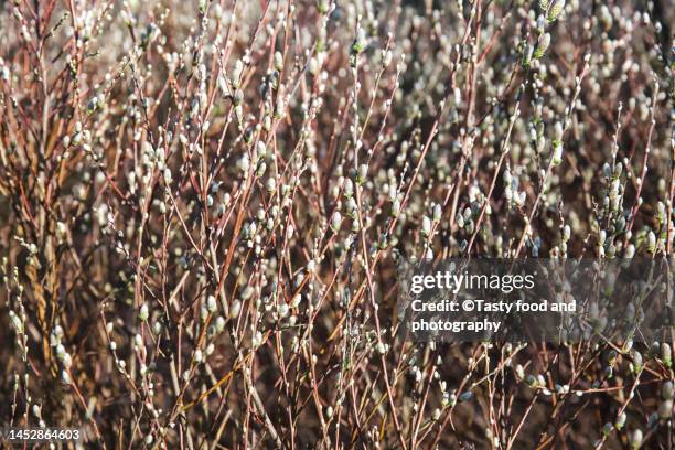 willow in spring - saule blanc photos et images de collection