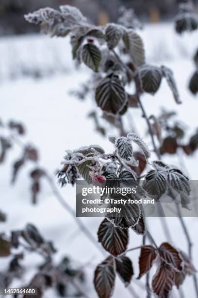 Raspberry Plant Photos and Premium High Res Pictures - Getty Images