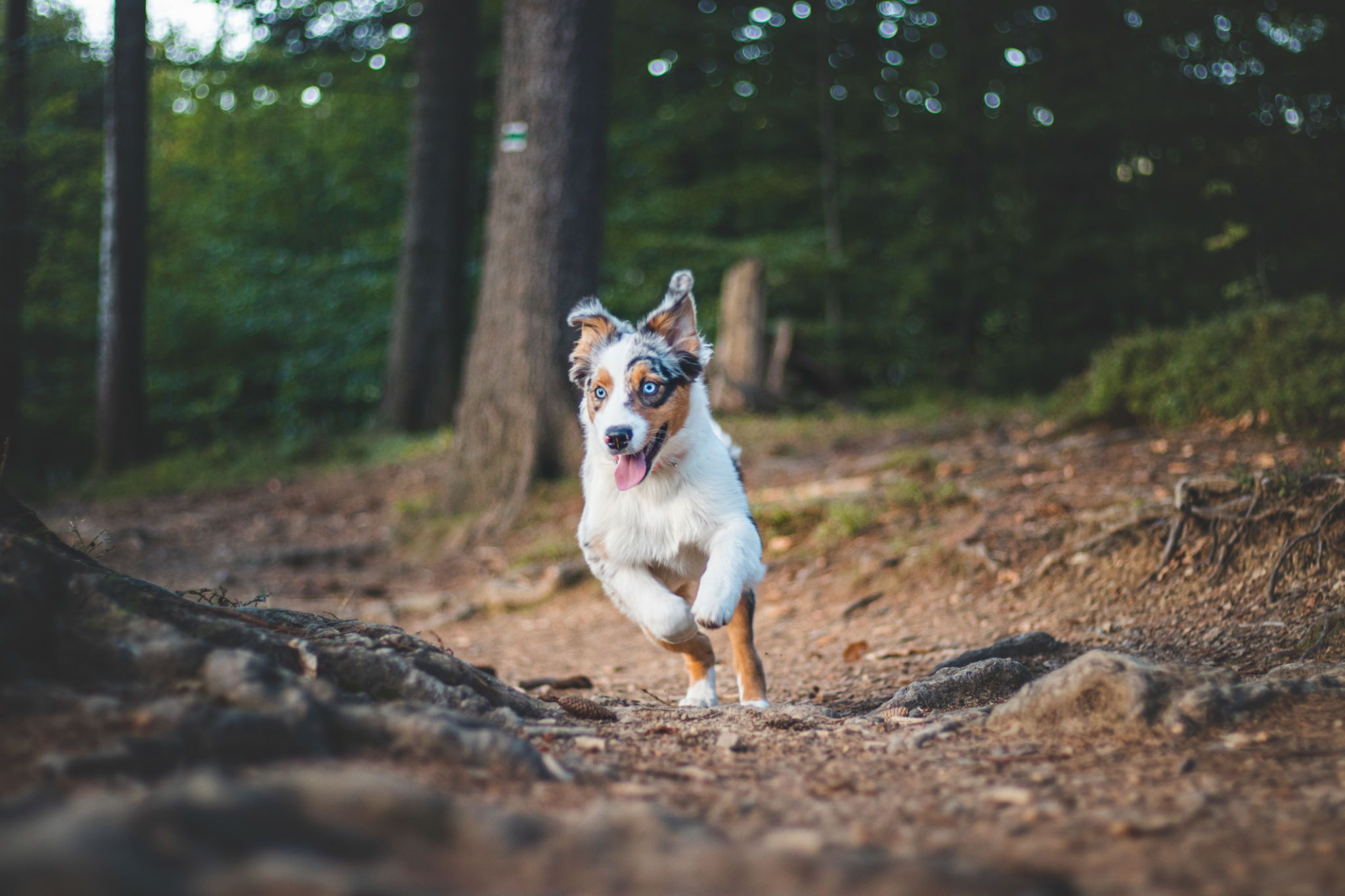 active dog