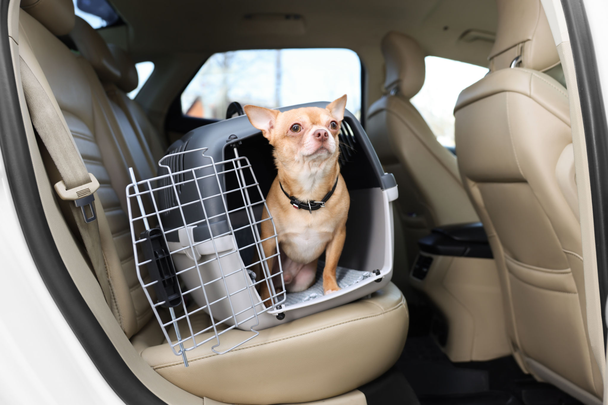 pet inside crate