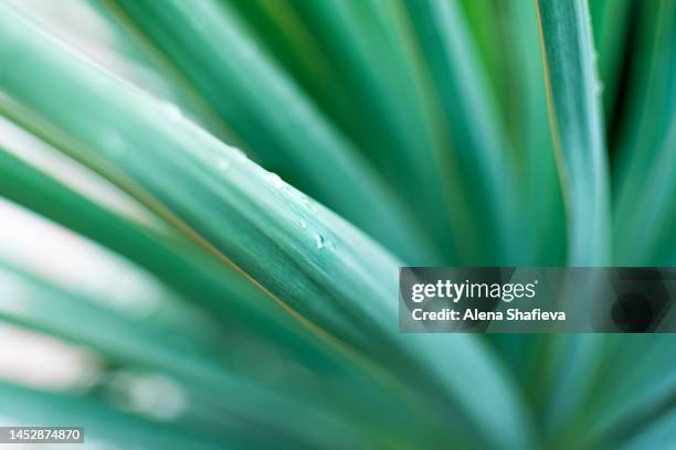 yuca leaves with water drops close up, selective focus, beautiful blue or turquoise background. - smaragdgroen stockfoto's en -beelden