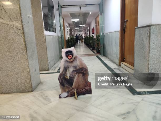 The portrait of a fake monkey, actually a Hanuman Langur Monkey being displayed in an effort to scare away real Rhesus Monkeys that become a menace...