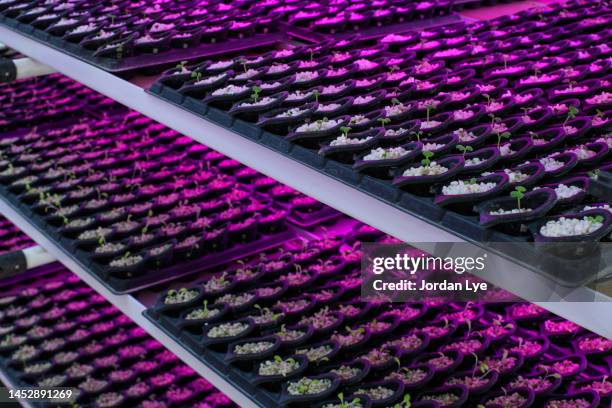 micro greens grow on a vertical farming system - energieumwandlung stock-fotos und bilder