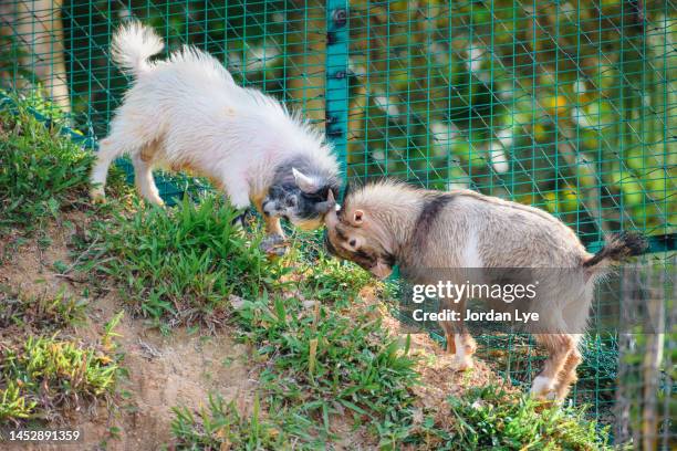 capra aegagrus hircus playing and butting heads - butting stock pictures, royalty-free photos & images