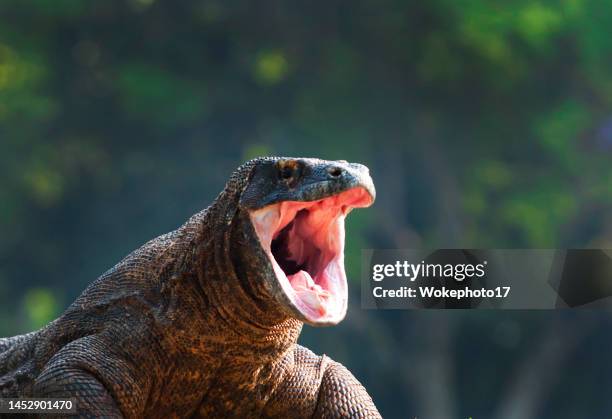 close-up of komodo dragon - komodo dragon stock pictures, royalty-free photos & images