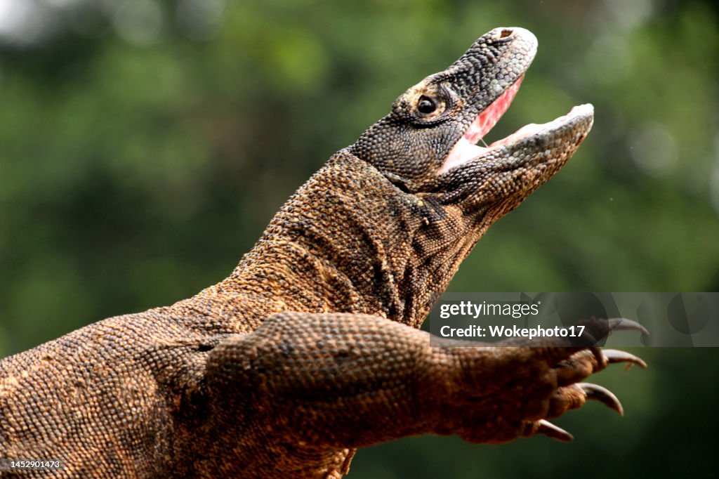 Close-up of Komodo Dragon
