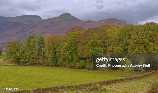 the woodland of derwent water - national forest stock pictures, royalty-free photos & images