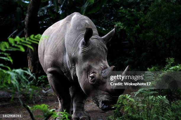 two horned sumatran rhinocerous - sumatra indonesia stock-fotos und bilder