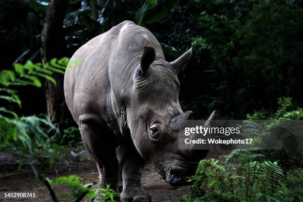 two horned sumatran rhinocerous - rhinoceros imagens e fotografias de stock