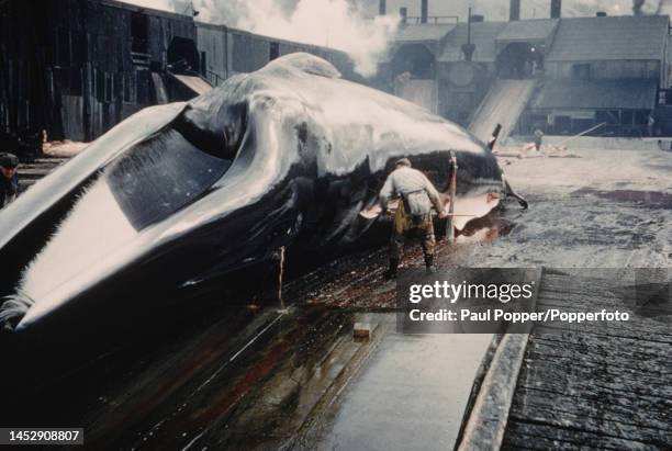 Flensing Flenser Photos and Premium High Res Pictures - Getty Images
