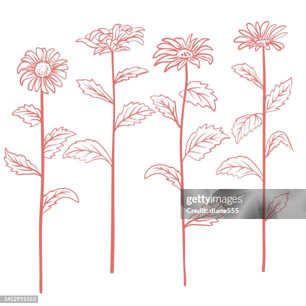 illustrazioni stock, clip art, cartoni animati e icone di tendenza di margherite alte disegni botanici su uno sfondo trasparente - gerbera daisy