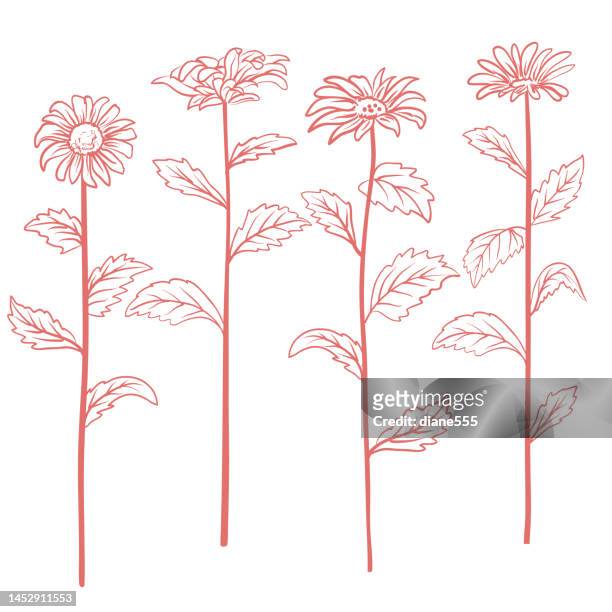 tall daisies botanical drawings on a transparent background - gerbera daisy stock illustrations