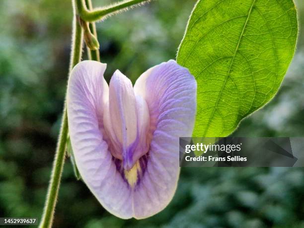 butterfly pea (clitoria) - vulva stock pictures, royalty-free photos & images