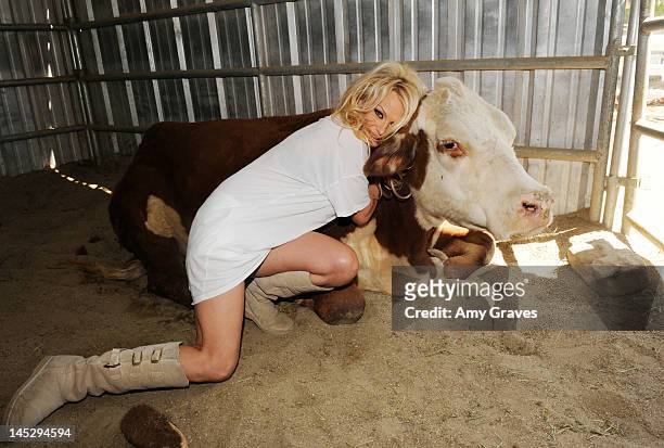Pamela Anderson hugs "Buddha" the cow at The Gentle Barn on May 24, 2012 in Santa Clarita, California.