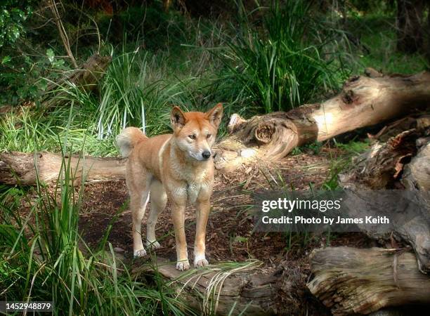 dingo, australian wild dog. - dingo imagens e fotografias de stock