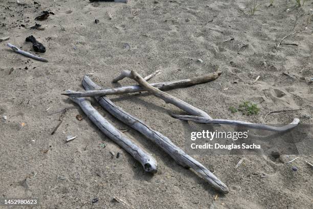 driftwood washed ashore - driftwood stock pictures, royalty-free photos & images