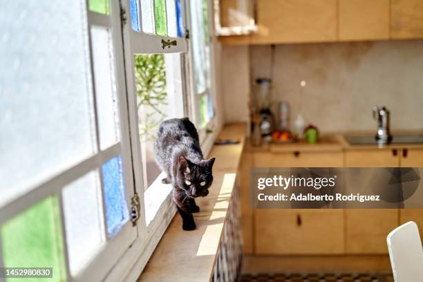 cat entering kitchen window - window frame stock pictures, royalty-free photos & images