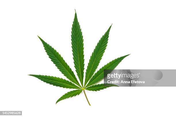 leaf of cannabis on white background. concept of medical marijuana treatment. photography from above - hasch bildbanksfoton och bilder