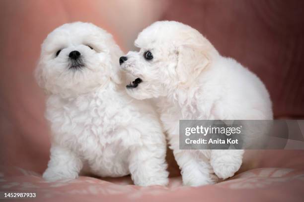 two bichon frise puppies are mischievous in bed - bichon frise stock pictures, royalty-free photos & images