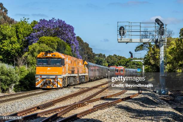 multi-coloured urban scene with long luxury tourist train passing under flowering jacaranda with red commuter train - passenger train stock pictures, royalty-free photos & images