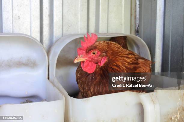 free range chicken  incubate in a coop - laying egg stock pictures, royalty-free photos & images