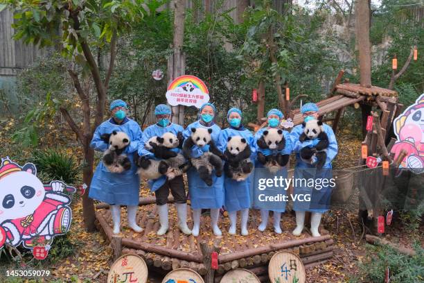 Thirteen giant panda cubs born in 2022 are seen at Chengdu Research Base of Giant Panda Breeding to send Chinese New Year greetings on December 29,...