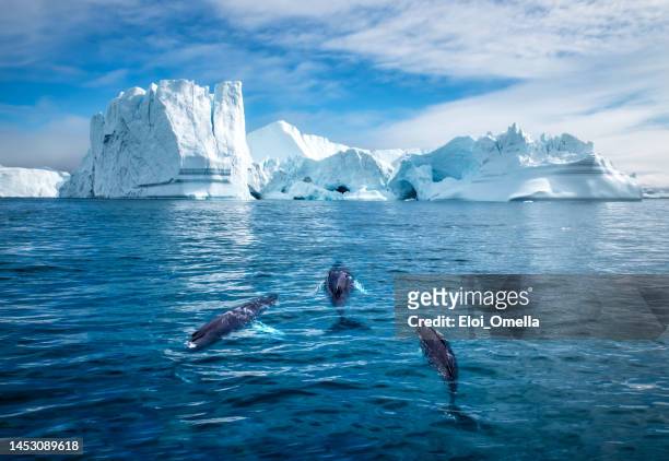 humpback whales and icebergs, ilulissat, greenland - ilulissat stock pictures, royalty-free photos & images