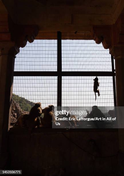 Monkeys in Galtaji temple, Rajasthan, Jaipur, India on October 27, 2022 in Jaipur, India.