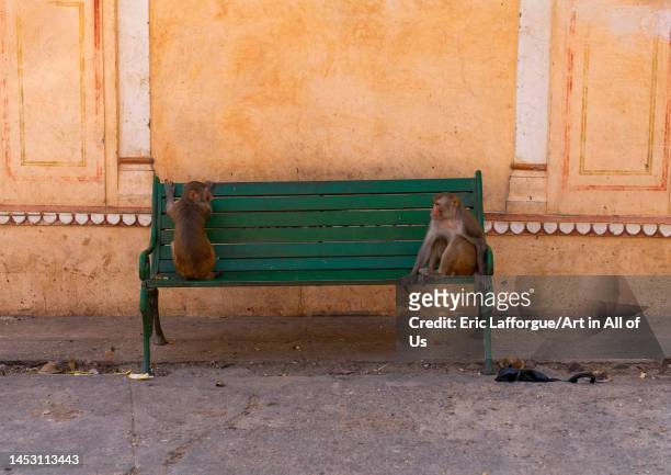 Monkeys on a bench in Galtaji temple aka monkey temple, Rajasthan, Jaipur, India on October 27, 2022 in Jaipur, India.