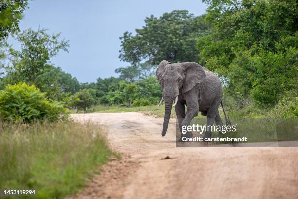 male elephant walking down a dirt road - kruger national park stockfoto's en -beelden