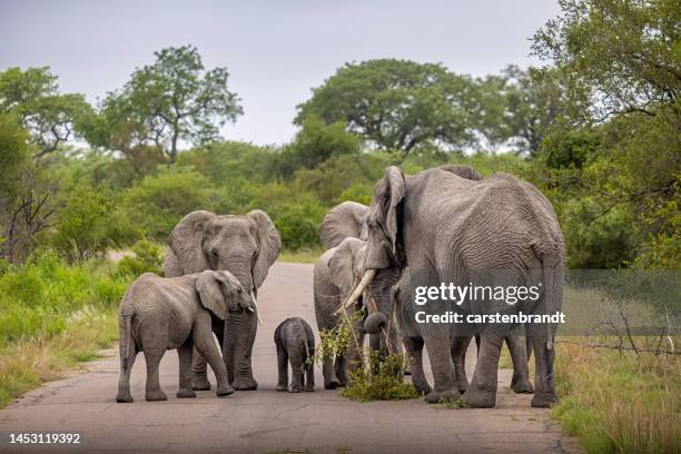 elefantenherde auf einer straße - krüger nationalpark stock-fotos und bilder