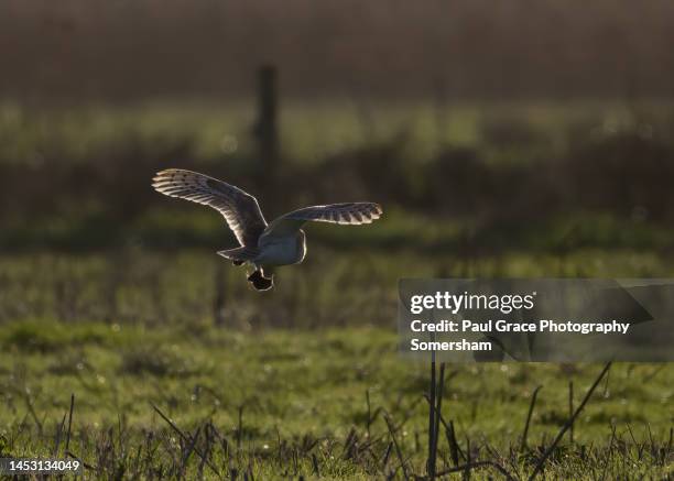 barn owl (tyto alba) in flight against setting sun with small voles in its talons - volea stock pictures, royalty-free photos & images